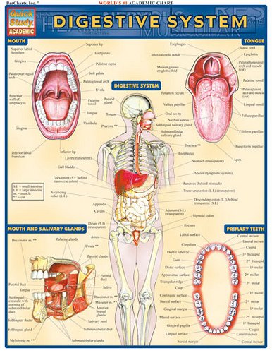 Diseases Explained
