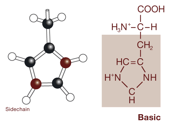 diagram of 3d side chain lactose